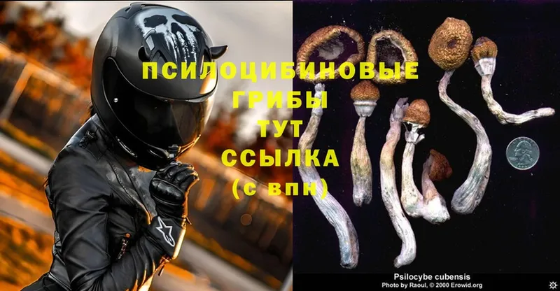 Псилоцибиновые грибы Psilocybe  сколько стоит  Данилов 